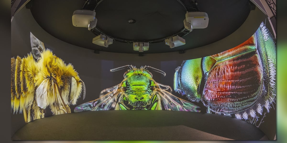 Florida Museum opens a new insect exhibit