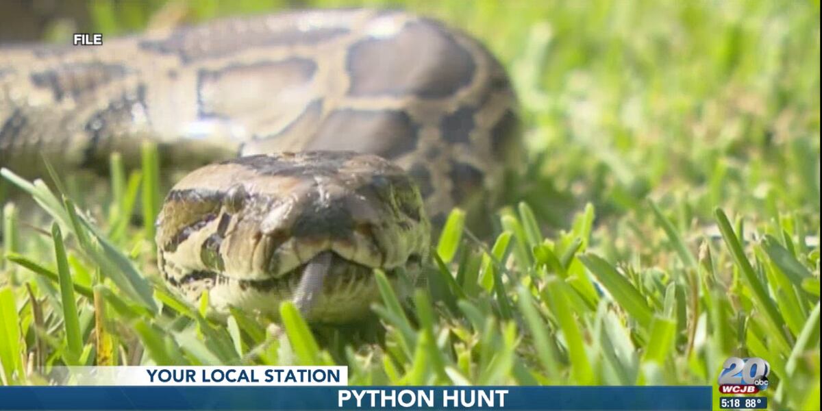 DeSantis announces 2021 python hunt dates