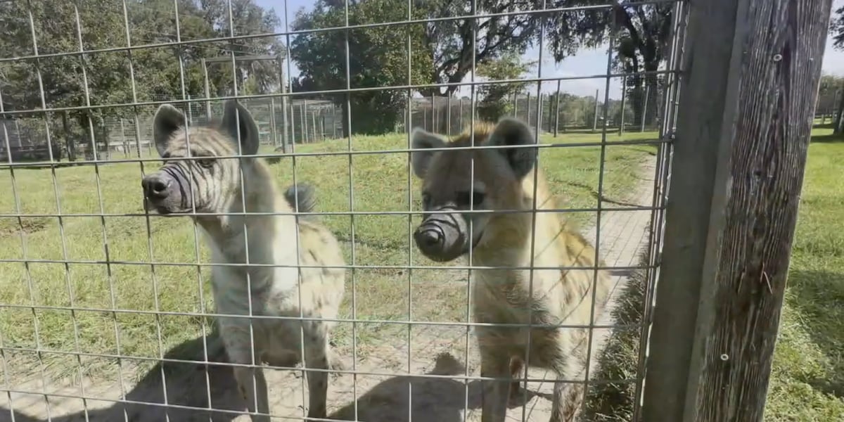 Carson Springs Laugh with the spotted hyenas at Carson Springs Wildlife Sanctuary