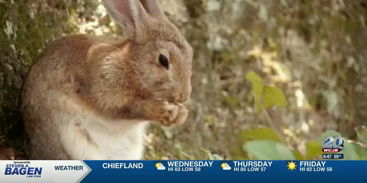 Wildlife Wednesday: Rabbits