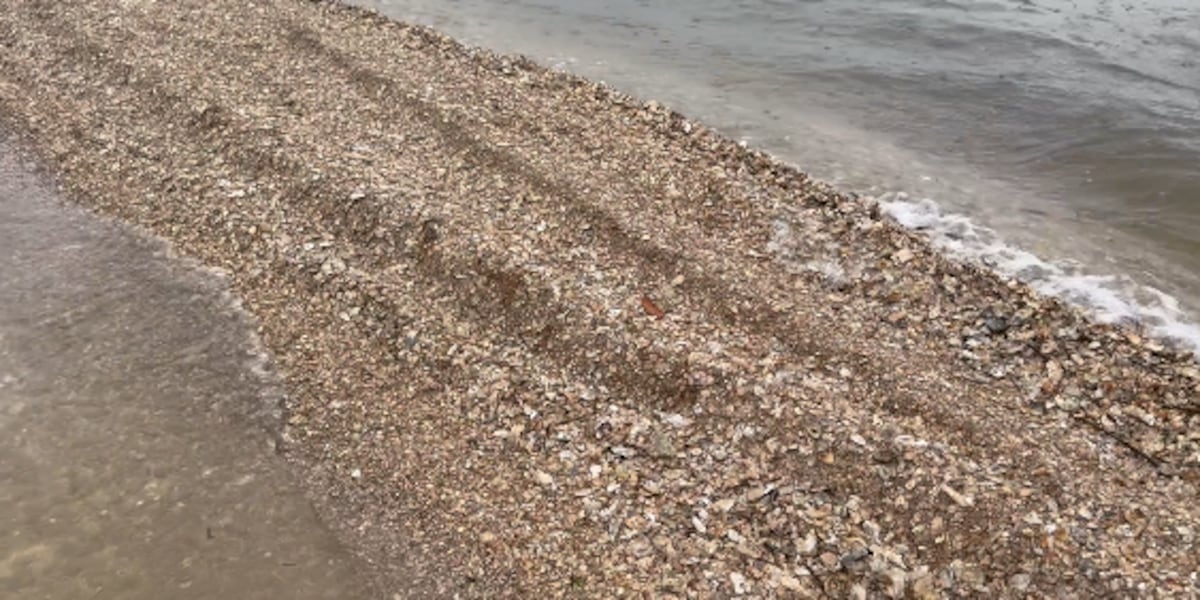 $2 million oyster restoration project rebuilds Corrigan's Reef in Cedar Key