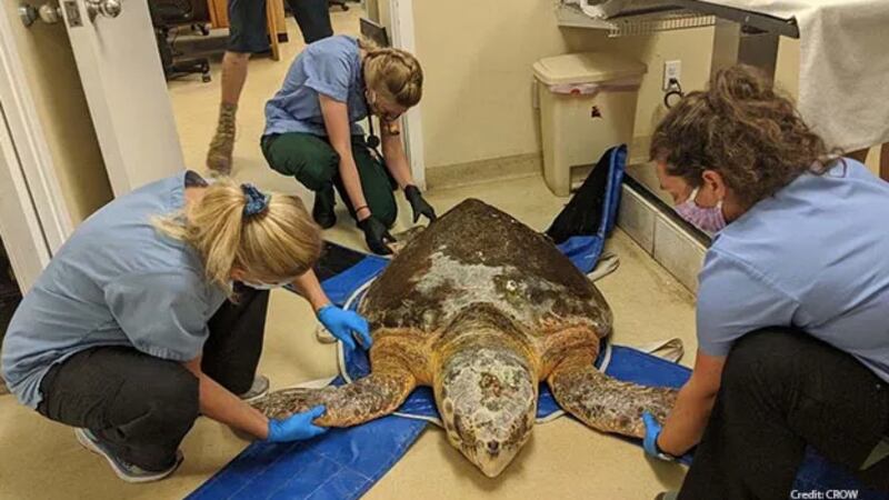 Florida sea turtle treated for 'bubble butt'
