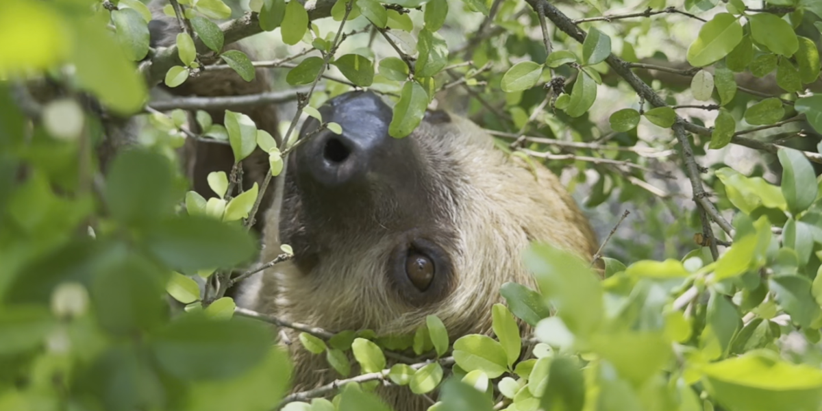 Carson Springs Relax with the sloths at Carson Springs Wildlife Sanctuary