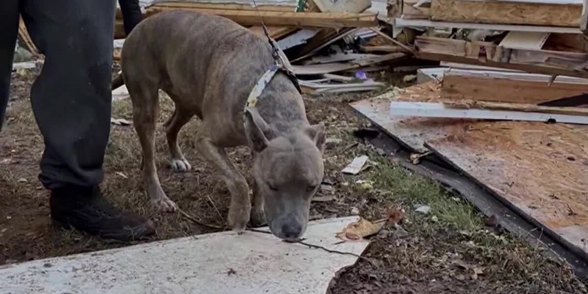 Dog found alive in rubble 6 days after house explosion