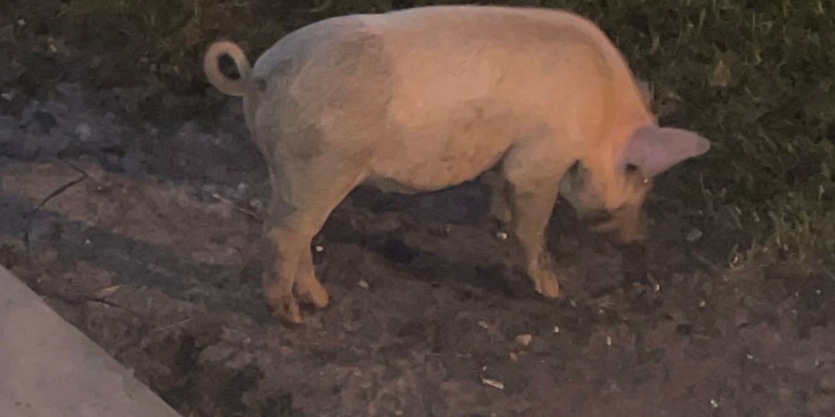 ‘Worst scream I’ve ever heard’: Family’s pet pig shot, throat slit in front of children