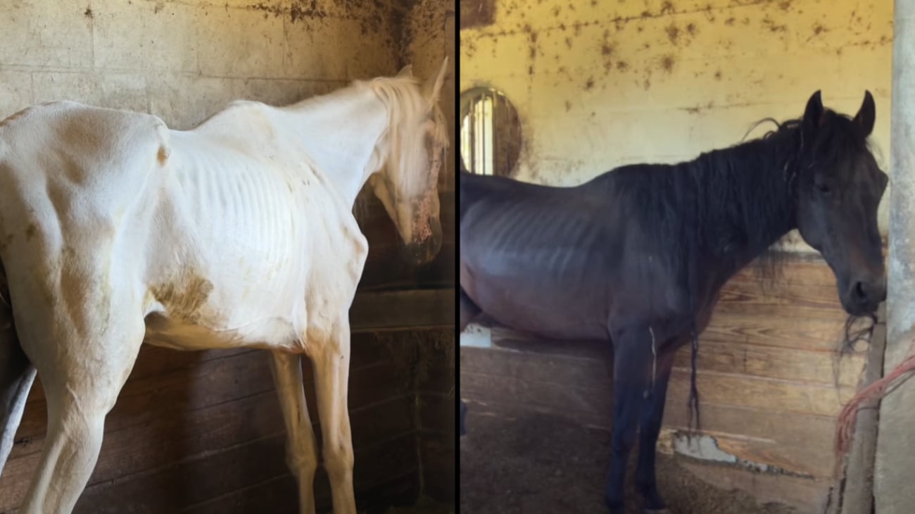 69 horses seized and Marion County equine rescue owners charged with ...