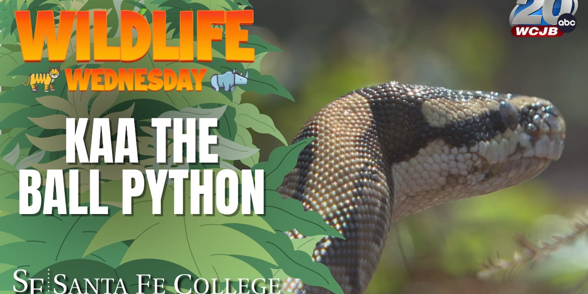 Python Santa Meet Kaa the ball python: Santa Fe College Teaching Zoo’s decades-long ...