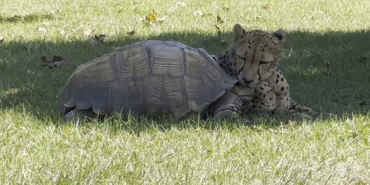 Carson Springs Meet the cheetah and tortoise with a precious relationship at Carson ...