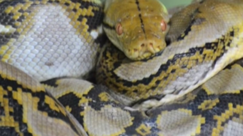 Florida residents race to register to catch the Burmese pythons