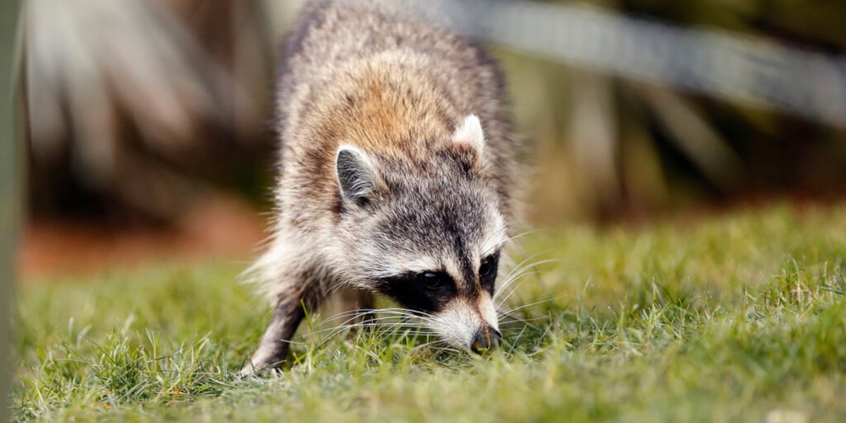 Florida Department of Health issues rabies alert for parts of Alachua ...