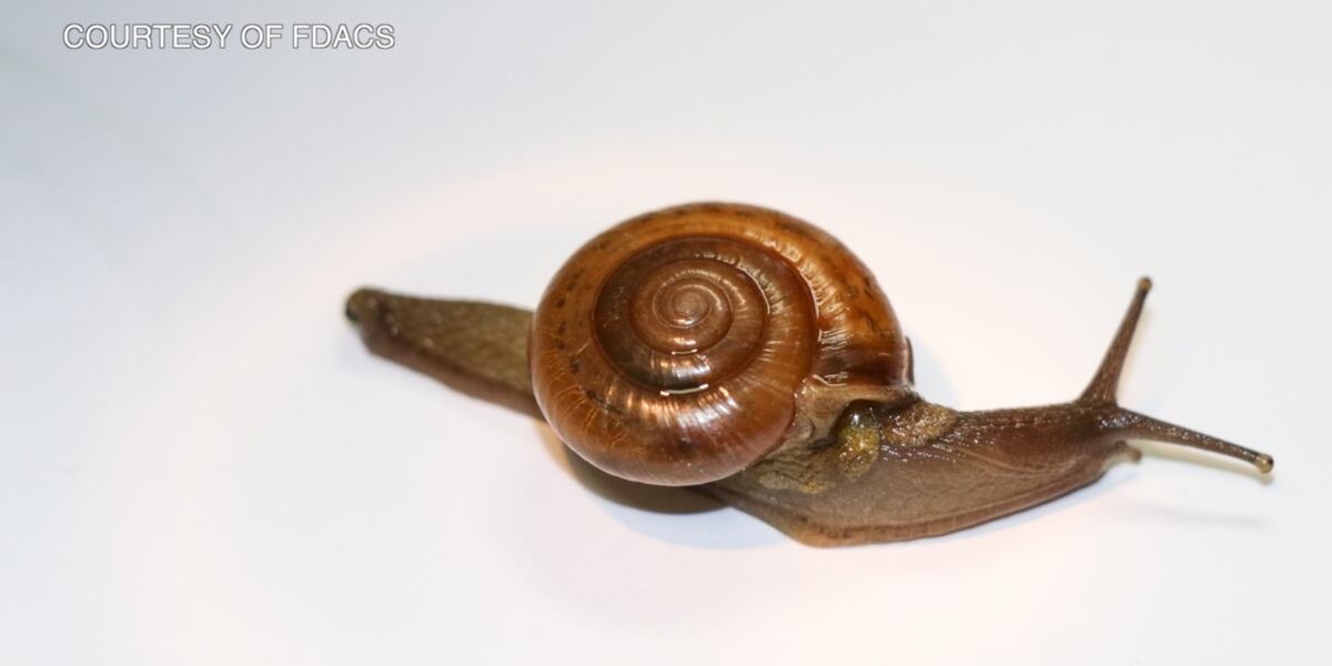 Invasive Snail Shells Invasive snail species found in Florida, University of Florida IFAS ...