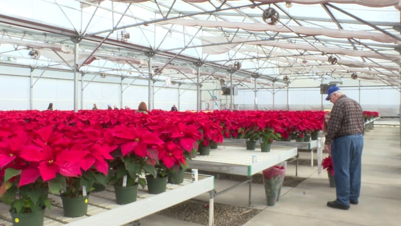 The sale will continue Friday from 9 a.m. to 6 p.m., or until plants run out.