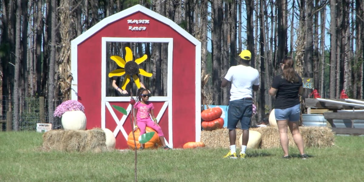 Mayhem Ranch Families pick out their own pumpkins at the Fall Festival at Mayhem Ranch