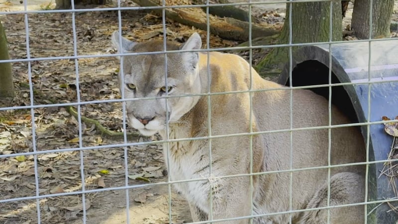 Carson Springs Wildlife Wednesday