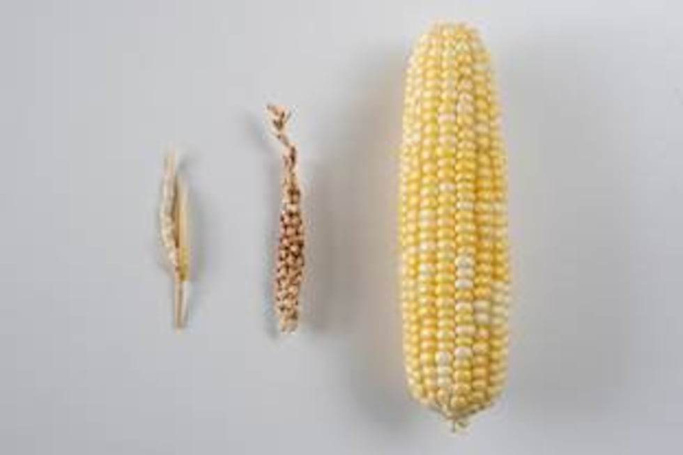 What’s Growing On: How Corn Was Born