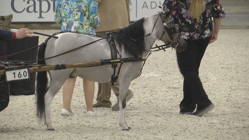Mini Horses Rodeo Miniature horses steal the show at World Equestrian Center
