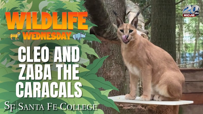 This week, TV20's Wildlife Wednesday reporter Vinny Mutone introduces us to Zaba and Cleo, two...
