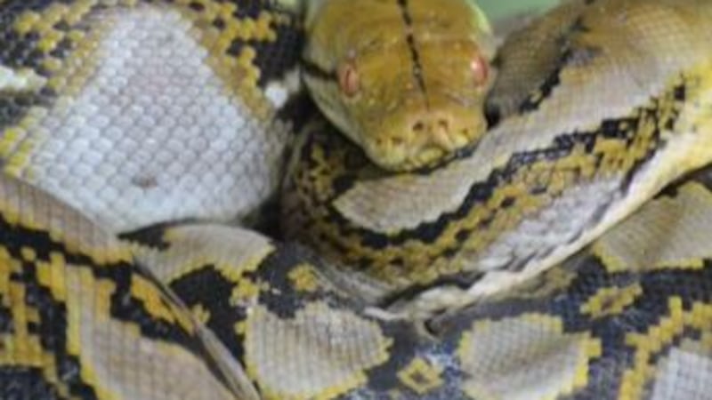 The opportunity to register to be a part of the annual Florida Python challenge has begun.